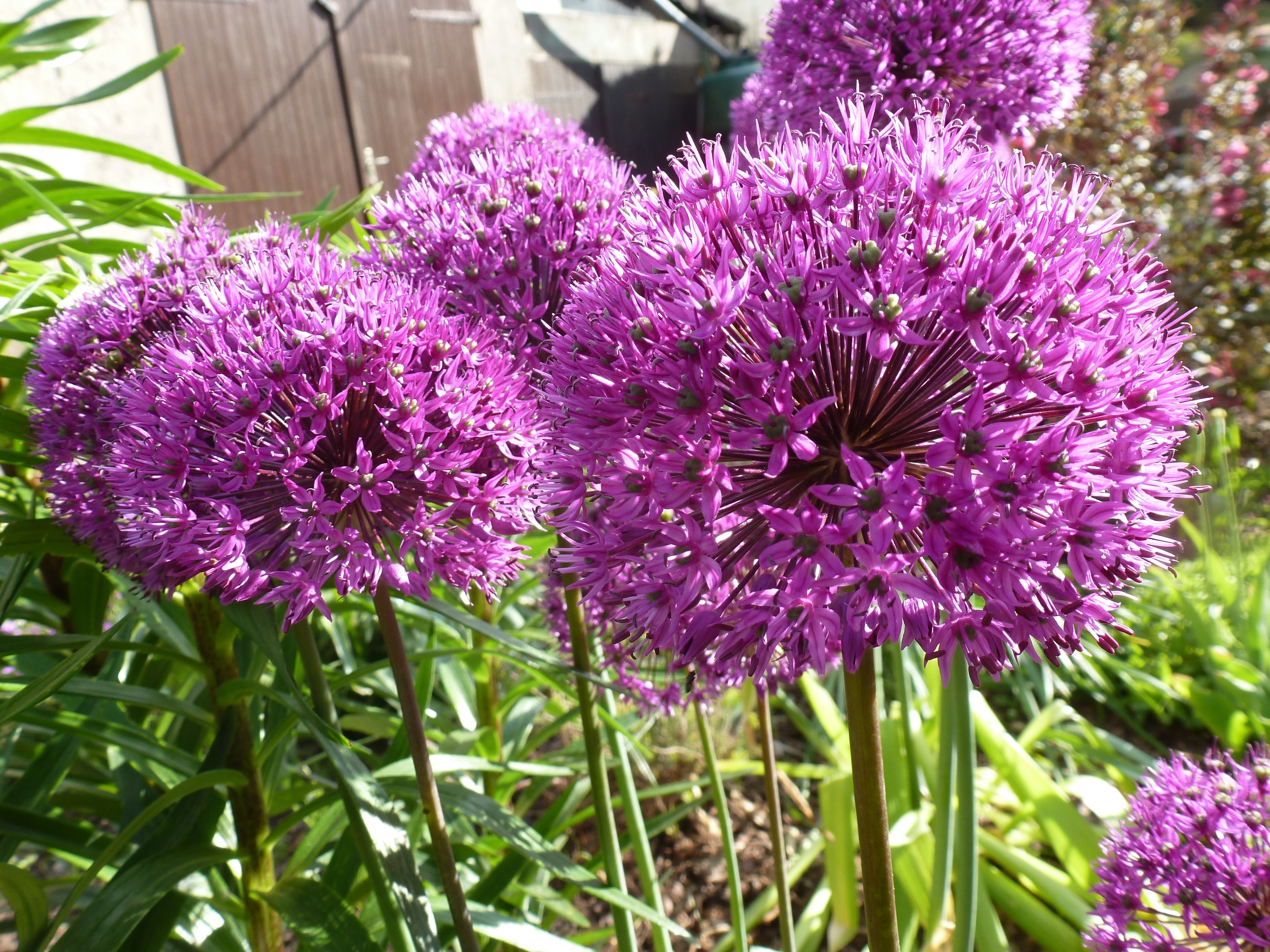 Blütenpracht im Bauerngarten