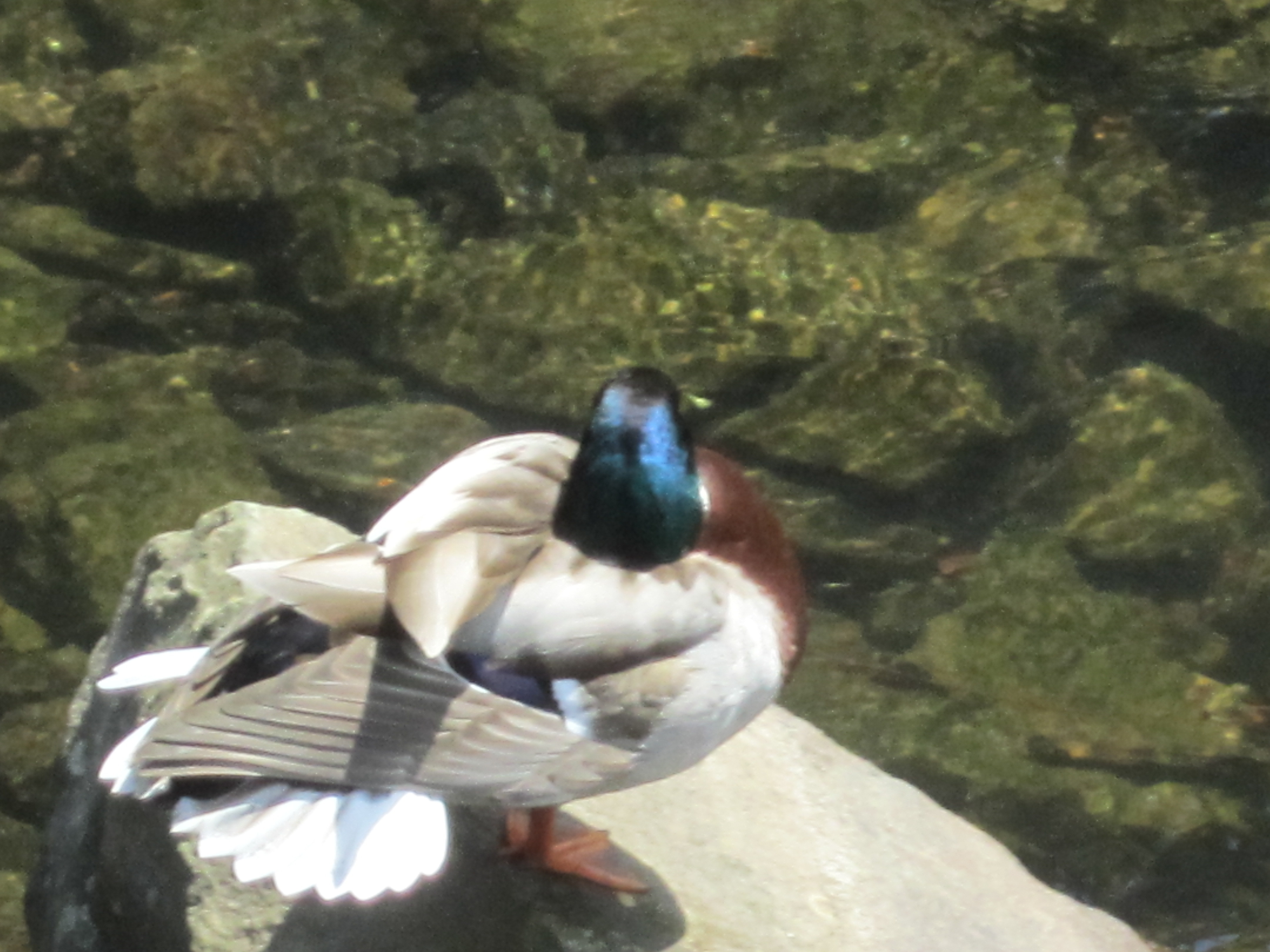 Papa Ente.