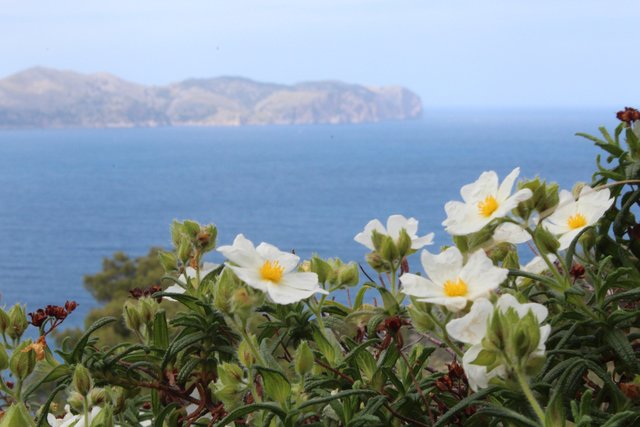 Von der Halbinsel La Victoria im Norden hat man einen grandiosen Blick auf das Cap Formantor