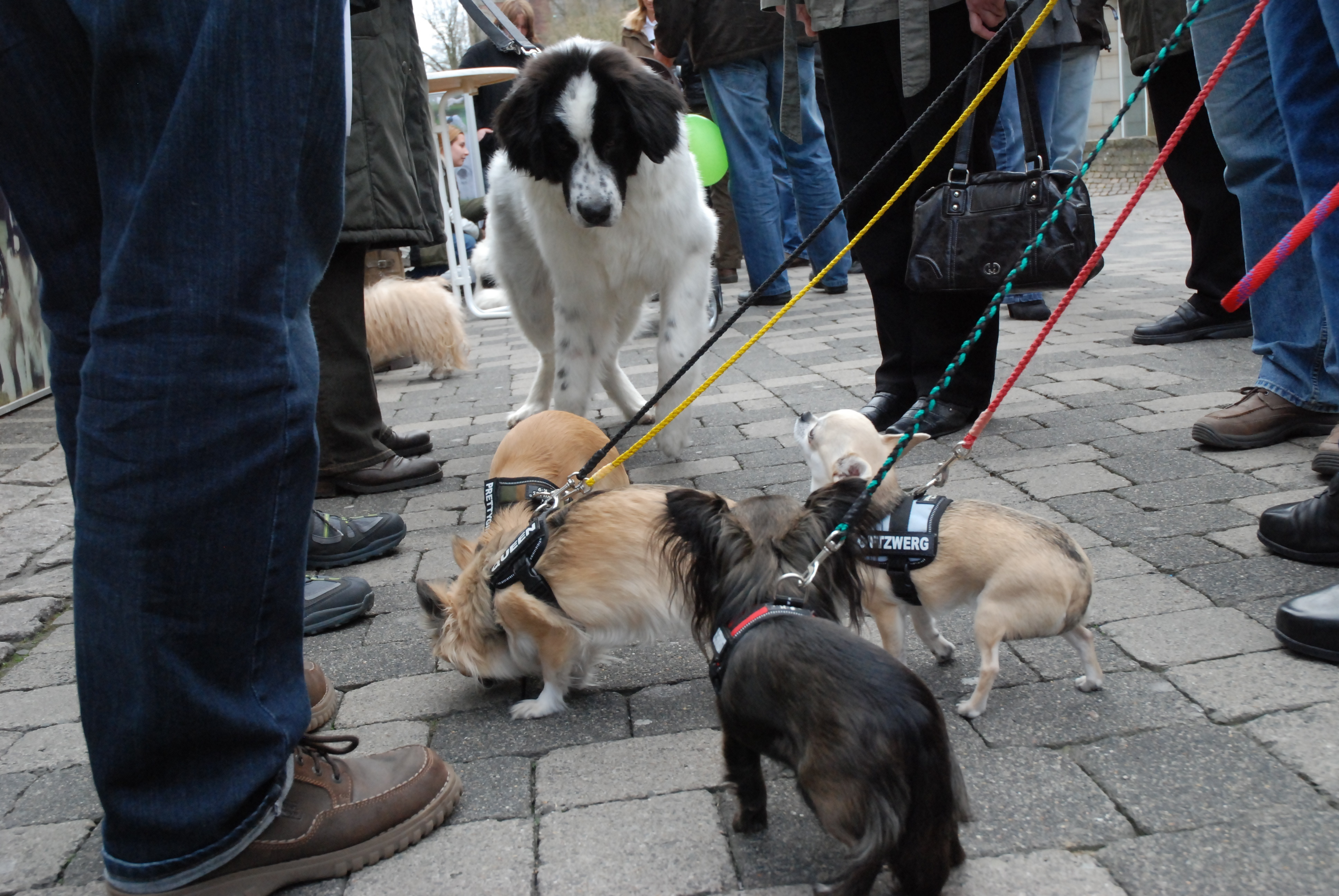 Von der Hundesteuer profitieren die Städte und Kommunen, nicht aber der Hund.