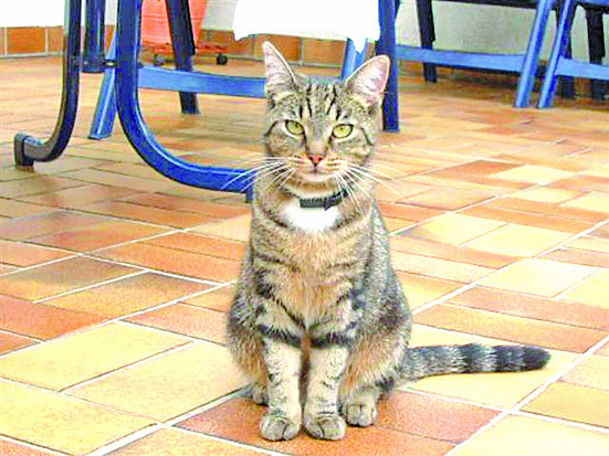 „Miezie“: Opfer eines Katzenhassers? Mittlerweile ist "Miezie" wieder wohlauf.