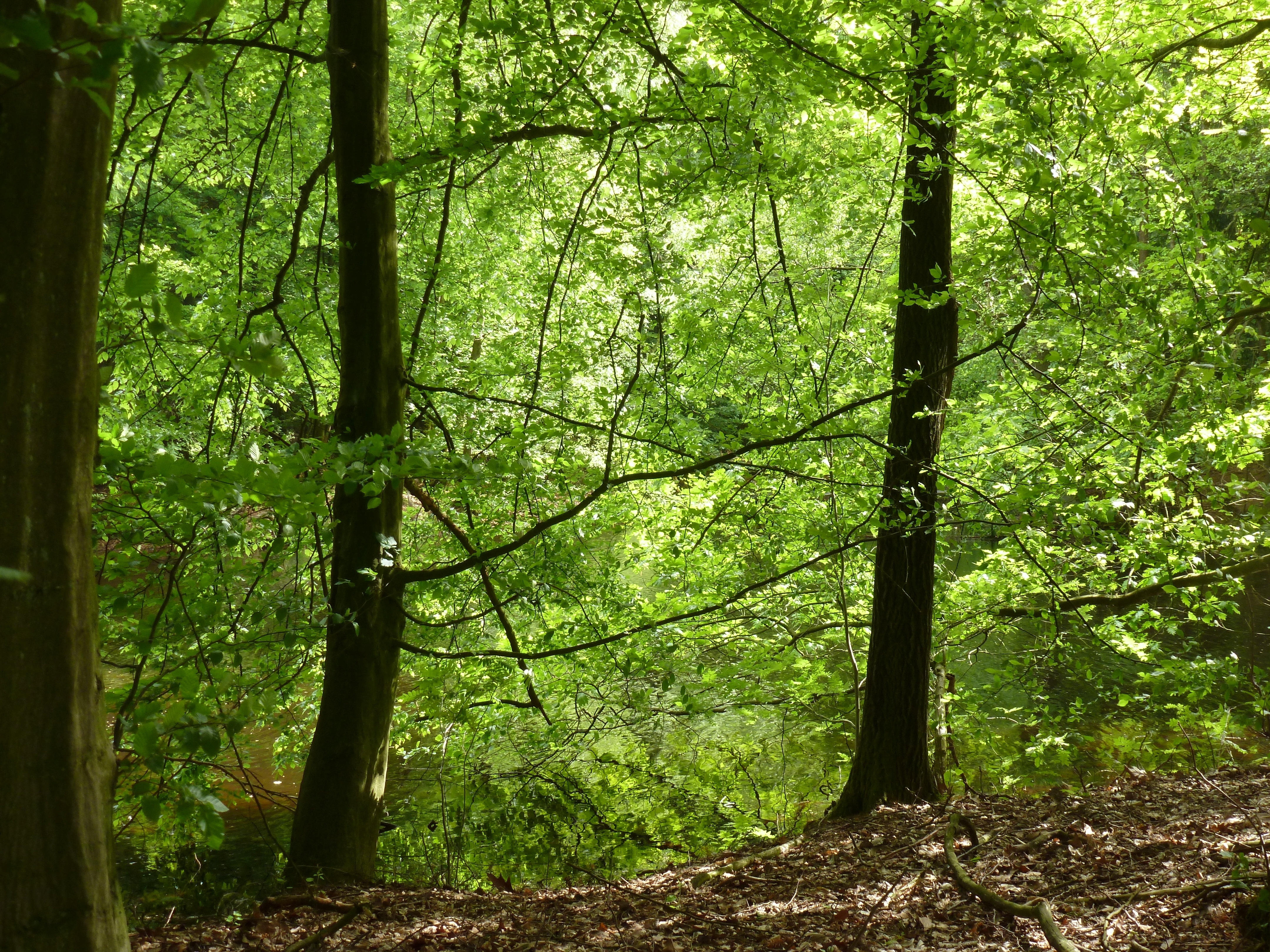 Mitten im Wald entdecken wir die Fürstenbergkapelle