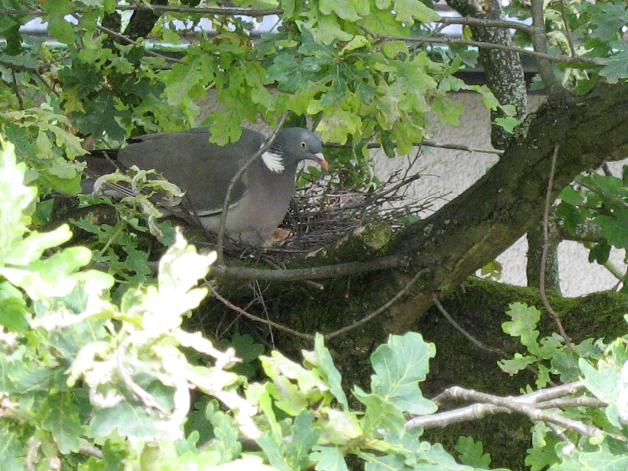 Taubennest Im Garten