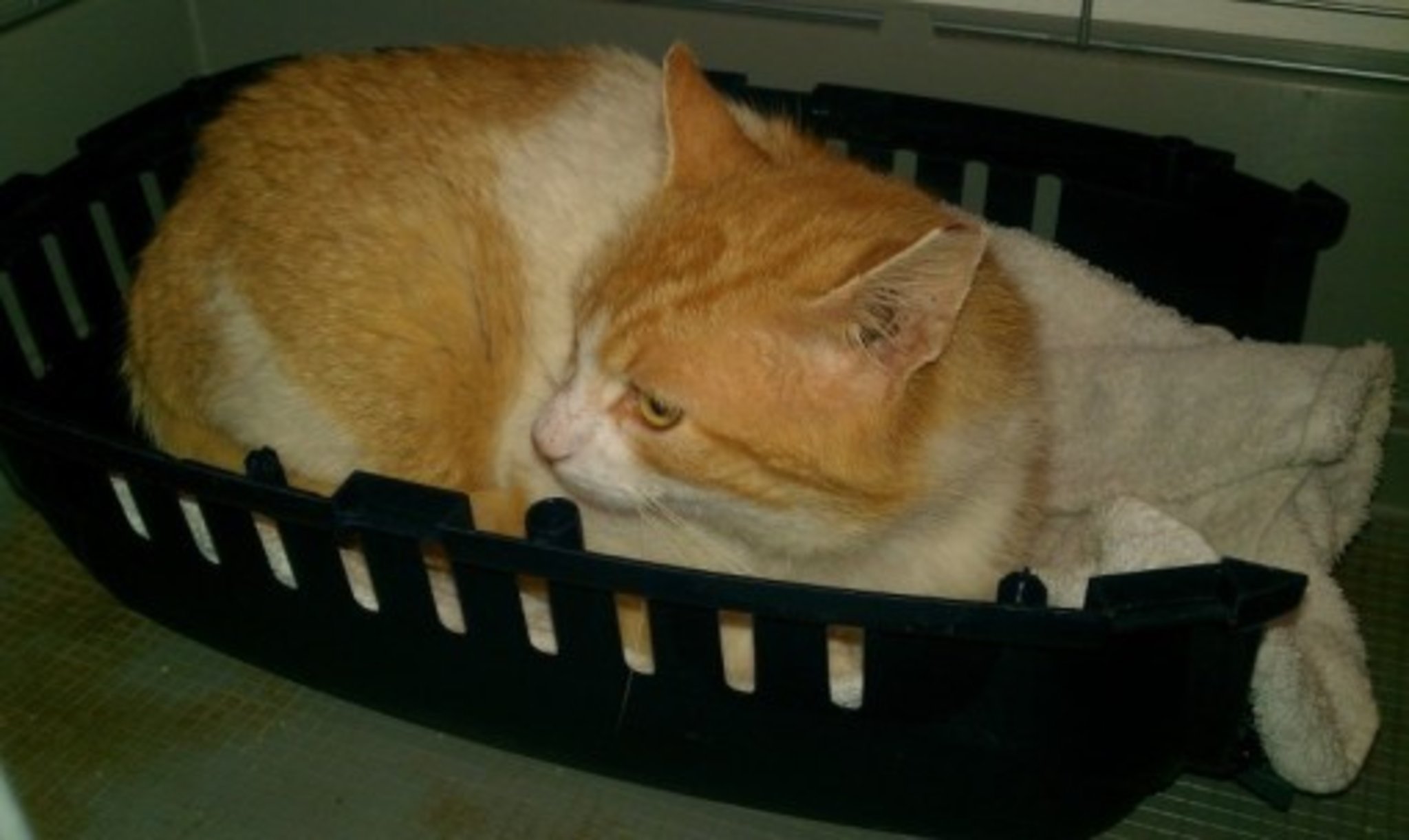 Notfall beim Katzenschutz Haltern Kater "RED" verliert sein Heim Haltern