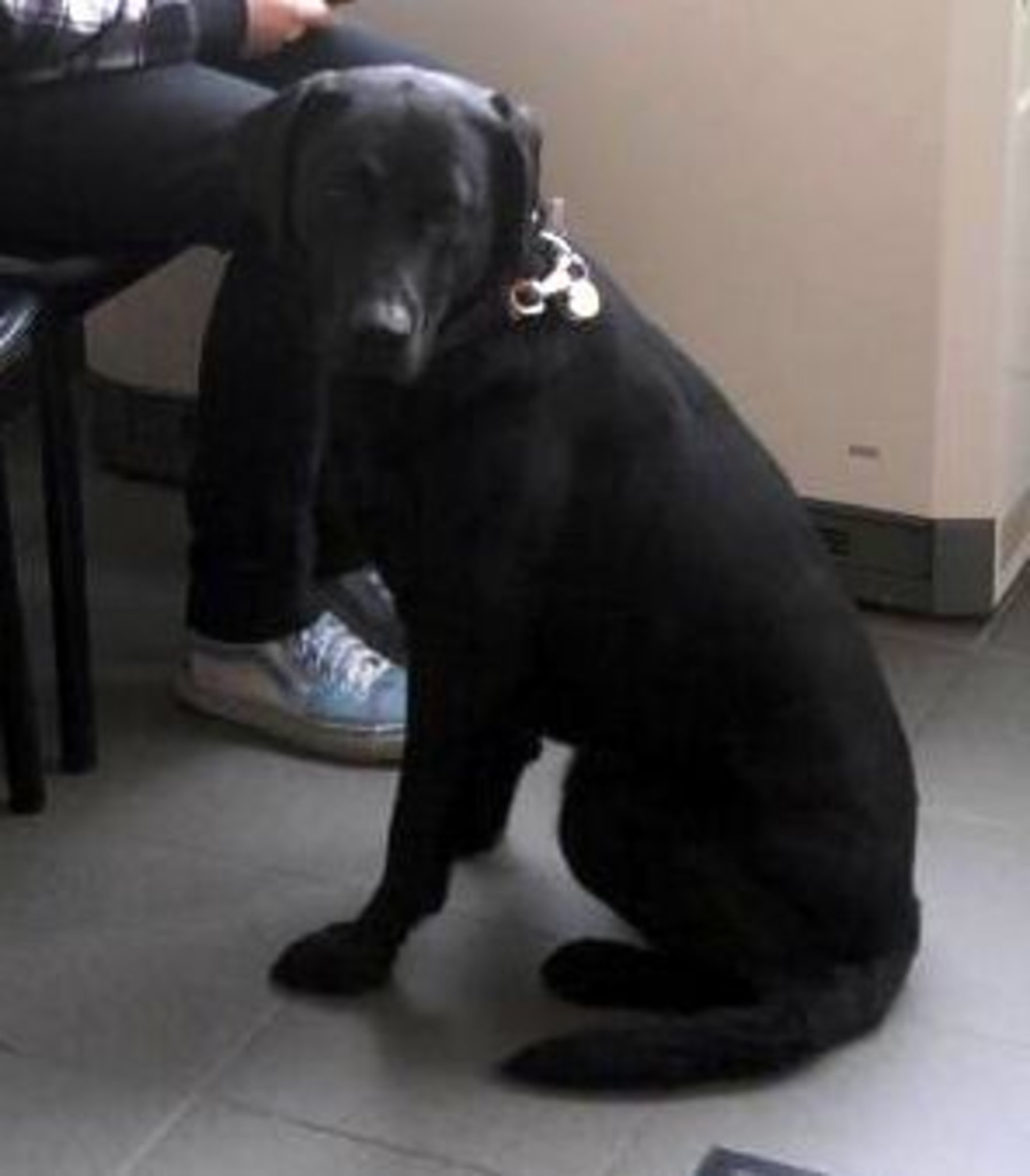Hund vor dem Überfahren bewahrt und Drohungen , Beschimpfungen und Schläge dafür erhalten !!! Selm