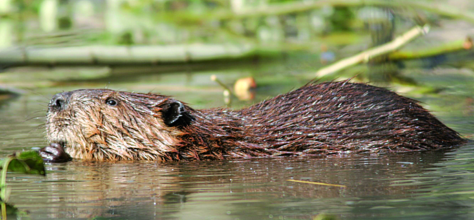 Dieser kleine Biber wartet im Gelsenkirchener Zoo auf einen neuen Namen.