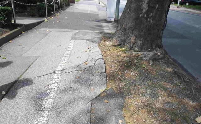 Unebenheiten an der Landstraße: Die Wurzeln der Bäume haben den Asphalt des Radweges angehoben. | Foto: Döngelli