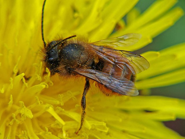 Rote Mauerbiene (Osmia bicornis)