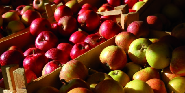 Bringt her Eure Äpfel: Die leckeren Früchte können jeden Donnerstag (ganztägig) und jeden Samstagvormittag beim Tiergehege im Wichteltal abgegeben werden. Foto: Petra Bork/Pixelio