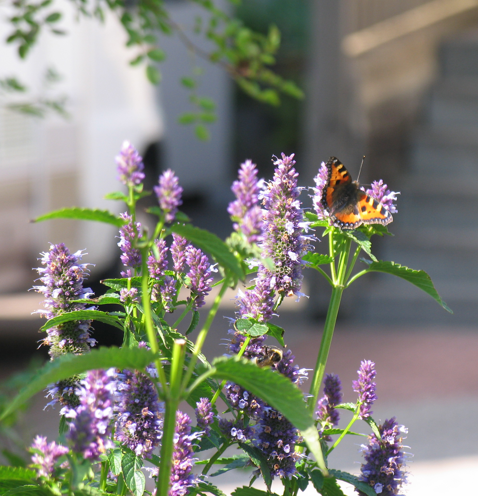Kleiner Fuchs: Der fertige Falter braucht Blüten, hier sind es die einer Agastache. Seine Raupen aber brauchen Brennesseln, so wie die verschiedener anderer Falterarten auch.