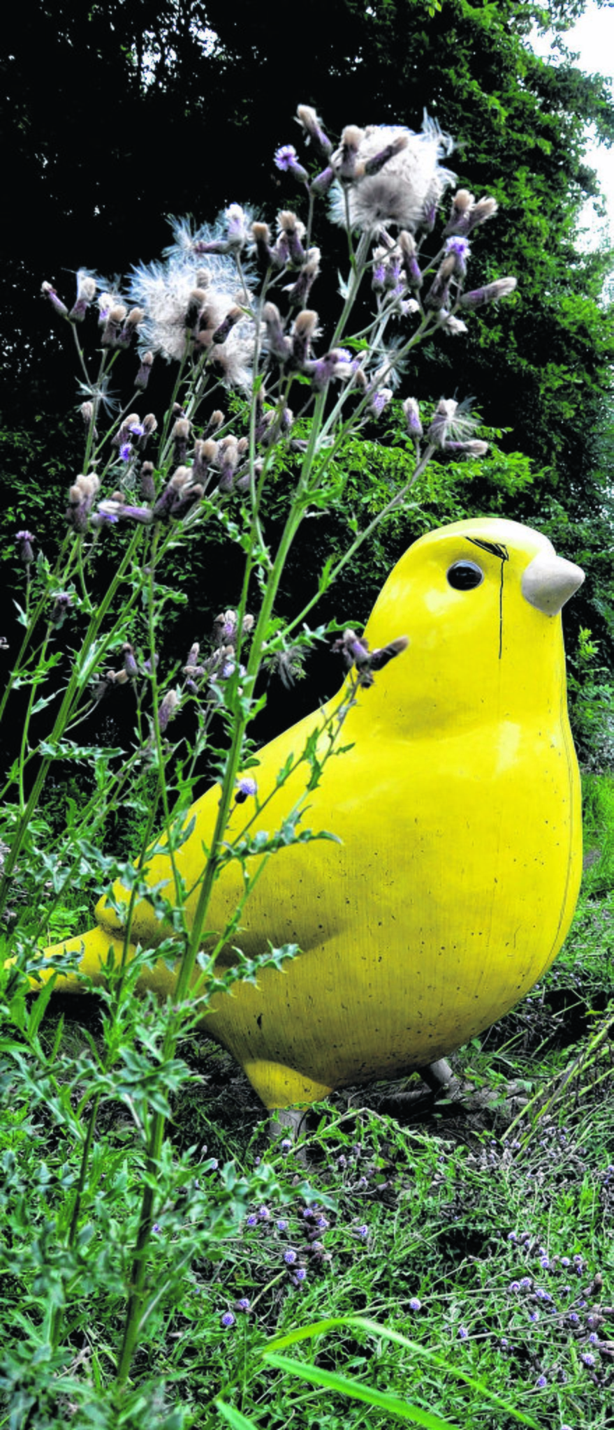 Dem Körnerfresser wächst das Futter in den Schnabel - Essen-Nord