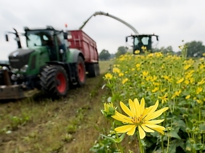 Durchwachsene Silphie