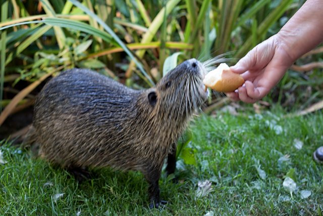 Fotografen treffen auf eine Nutria im Schlosspark Kalkum Düsseldorf