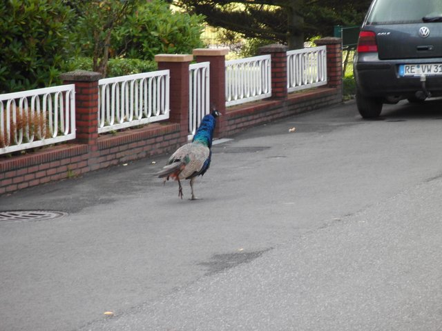 Leider kam ich nicht näher an diesen wunderbaren Vogel heran, aber das war schon ein besonderes Ereignis, was man sonst nur aus dem Tierpark kennt.
