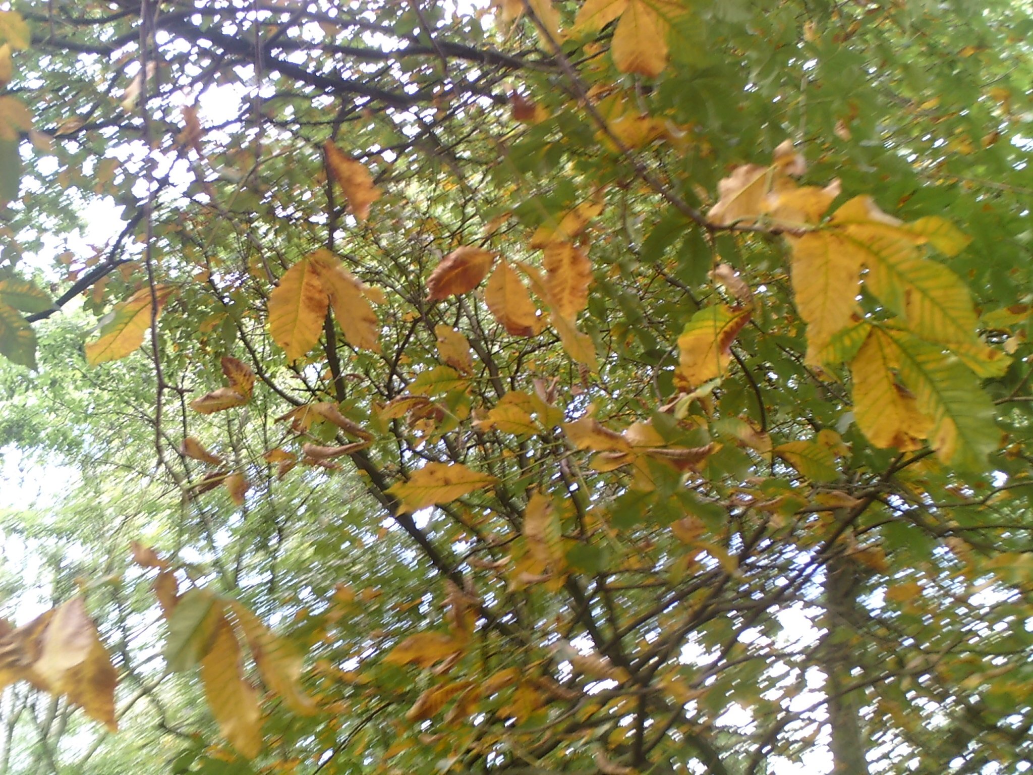 Das Laub fällt wieder - Dortmund-City