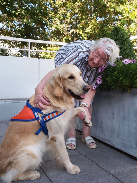 Einsatz mit vier Pfoten: Therapiehundeteam in Aktion - Düsseldorf