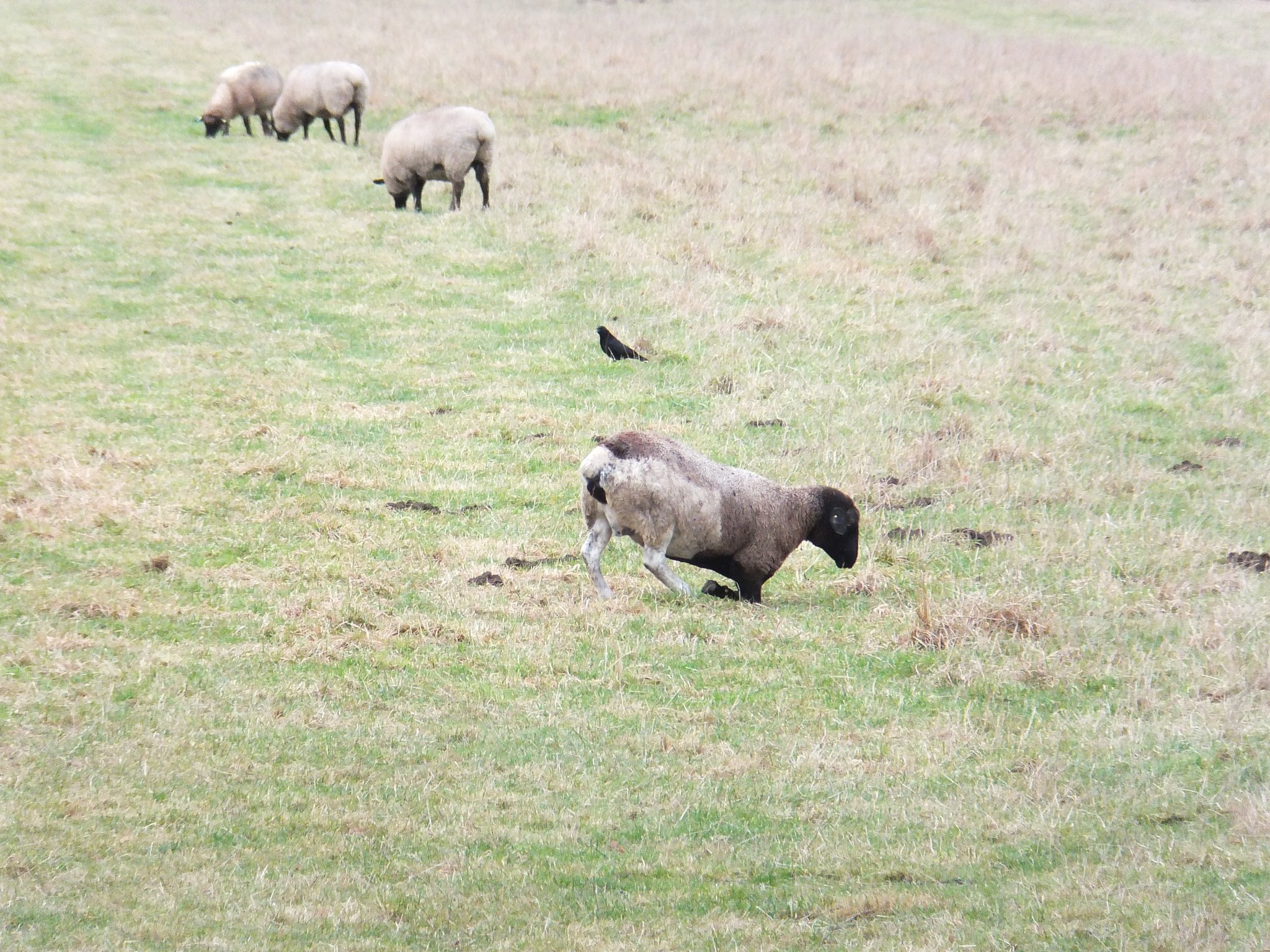 Die Hönne wird erweitert und die Vögel bekommen ein
