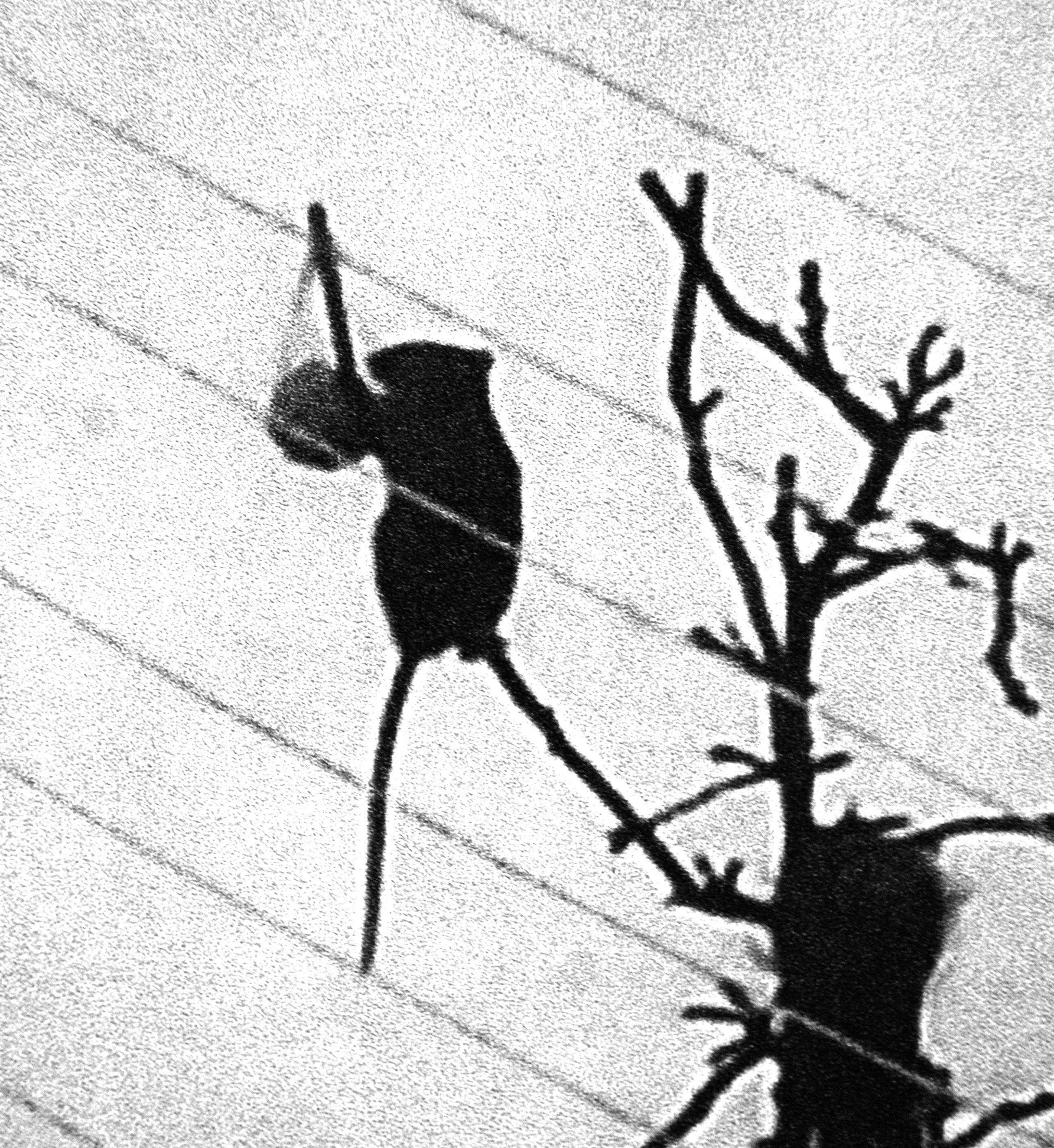 Aus seinem Küchenfenster heraus beobachtete Stadtspiegel-Leser Klaus Schwenk, wie sich eine Ratte an einem Meisenknödel im Garten bediente.