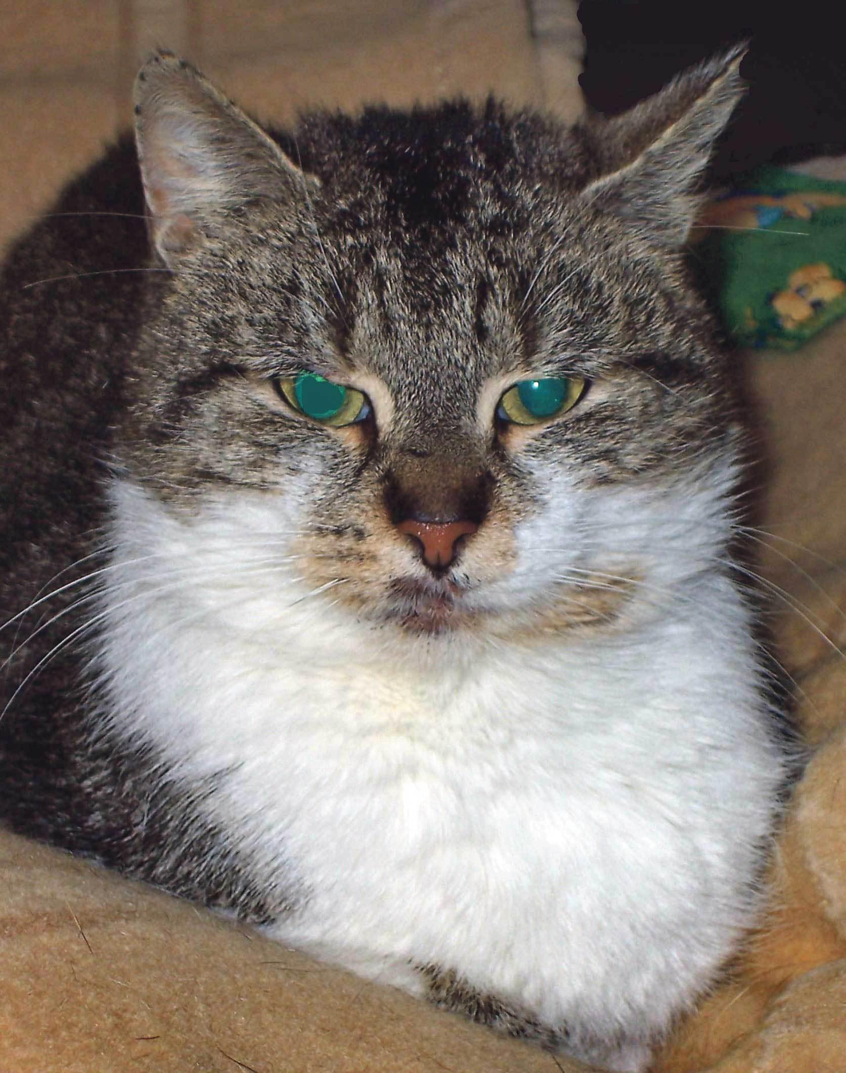 Zehn Katzen, drei Kaninchen, ein Hund und ein Vogel wurden in den vergangenen Wochen im Tierheim abgegeben.