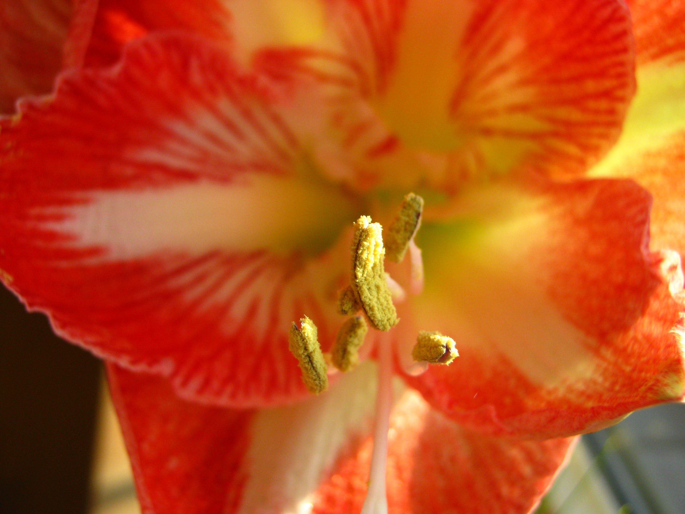 Ritterstern (Hippeastrum vittatum) / Amaryllis (Amaryllidaceae) - 00