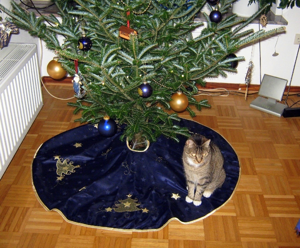 Tanne vom Kater bewacht