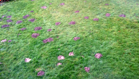 Der Maulwurf gräbt den Garten um.