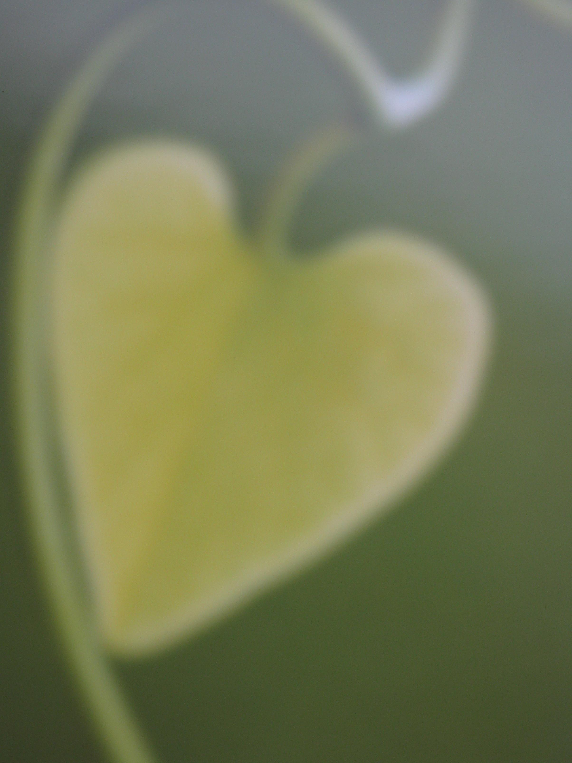 HERZ...Liebe...TAT der LIEBE