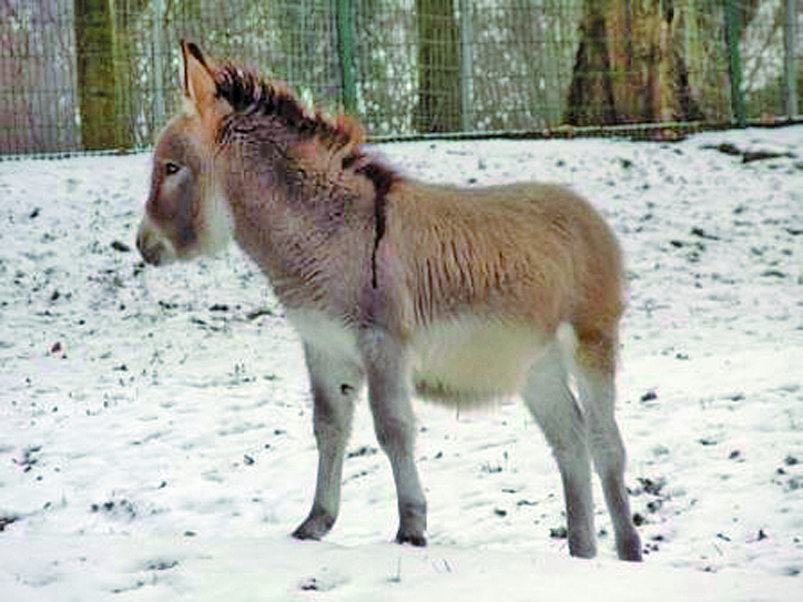 Für zwei Eselhengste aus dem Herminghauspark wird ein neues Zuhause gesucht.Foto: TBV