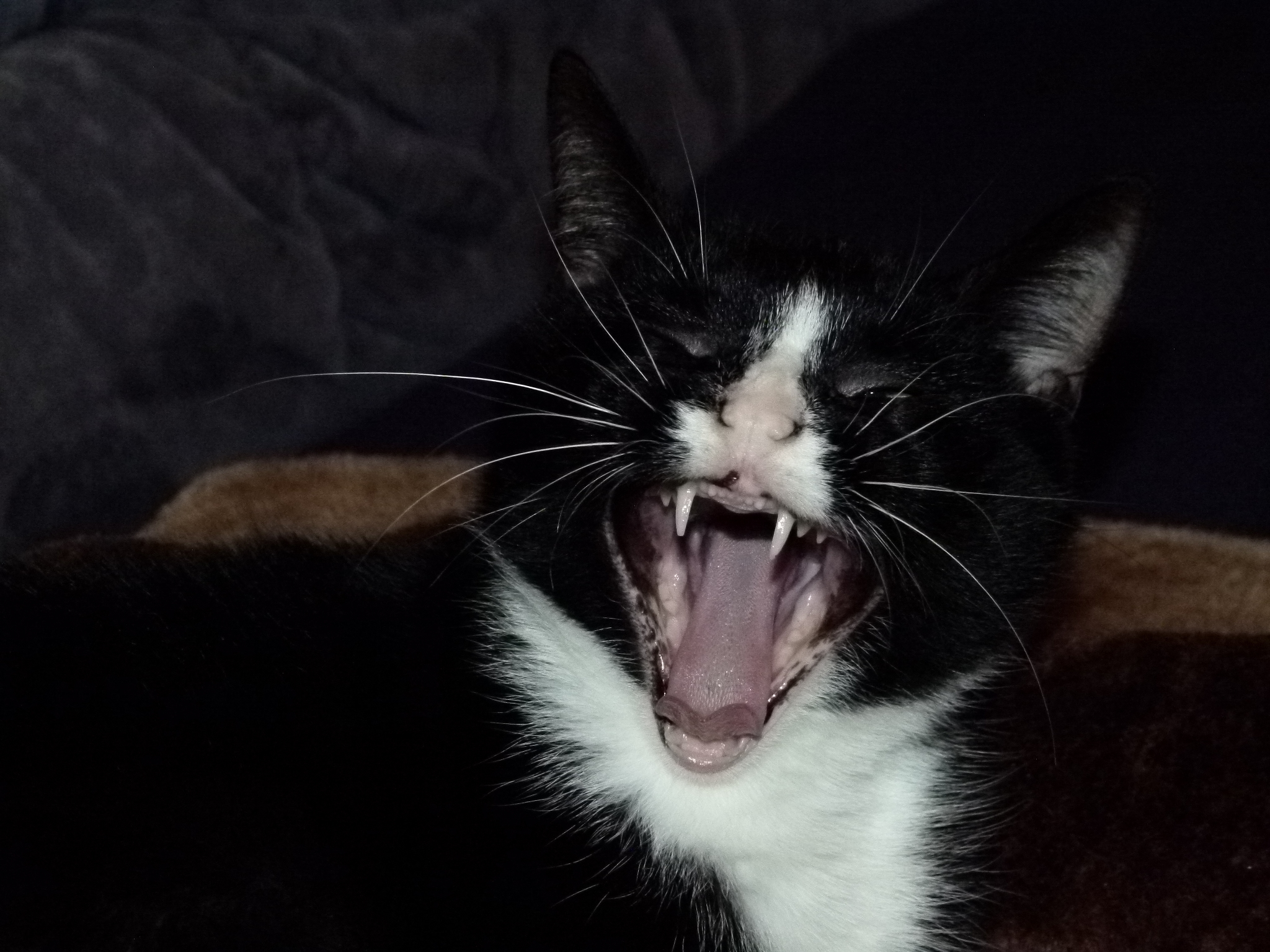 Miauuuu!!! Guten Rutsch ins neue Jahr!!!!!