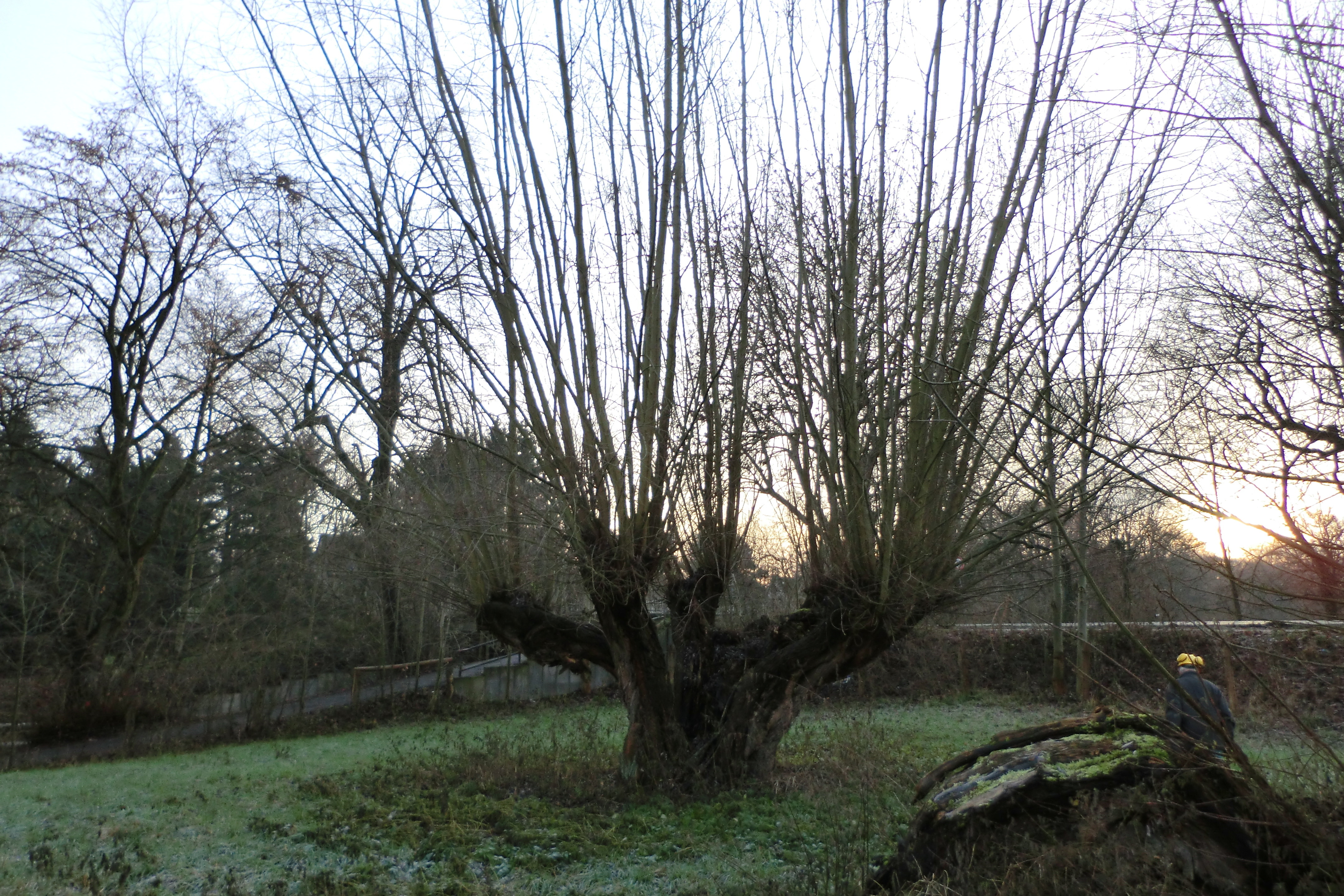 Kopfweide vor dem Schneiteln