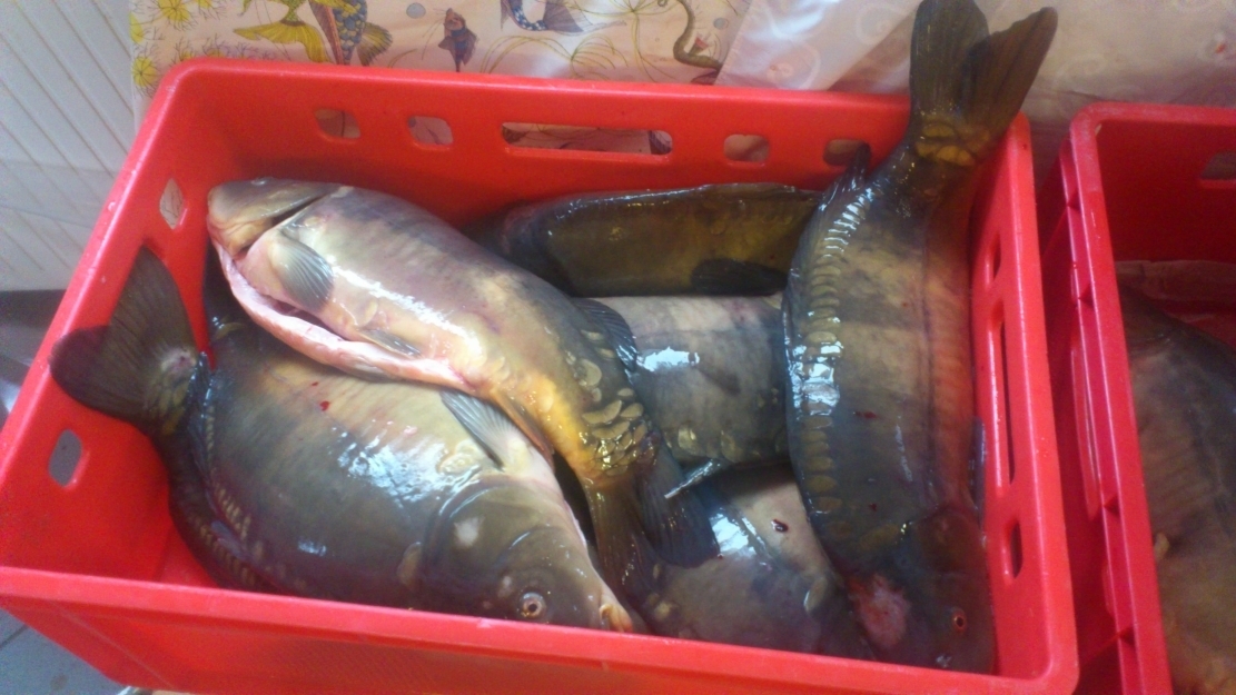 Silvesterkarpfen und überhaupt „leckeren Fisch“ –
natürlich im Gothaer Forellenhof bei Wendlers,
wie es im Bild deutlich und frisch zu sehen ist!