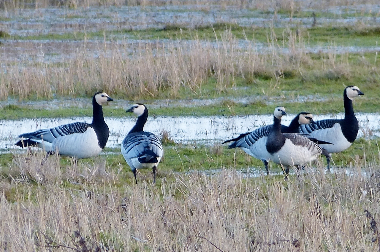 Weißwangengans, auch Nonnengans genannt (Branta leucopsis)