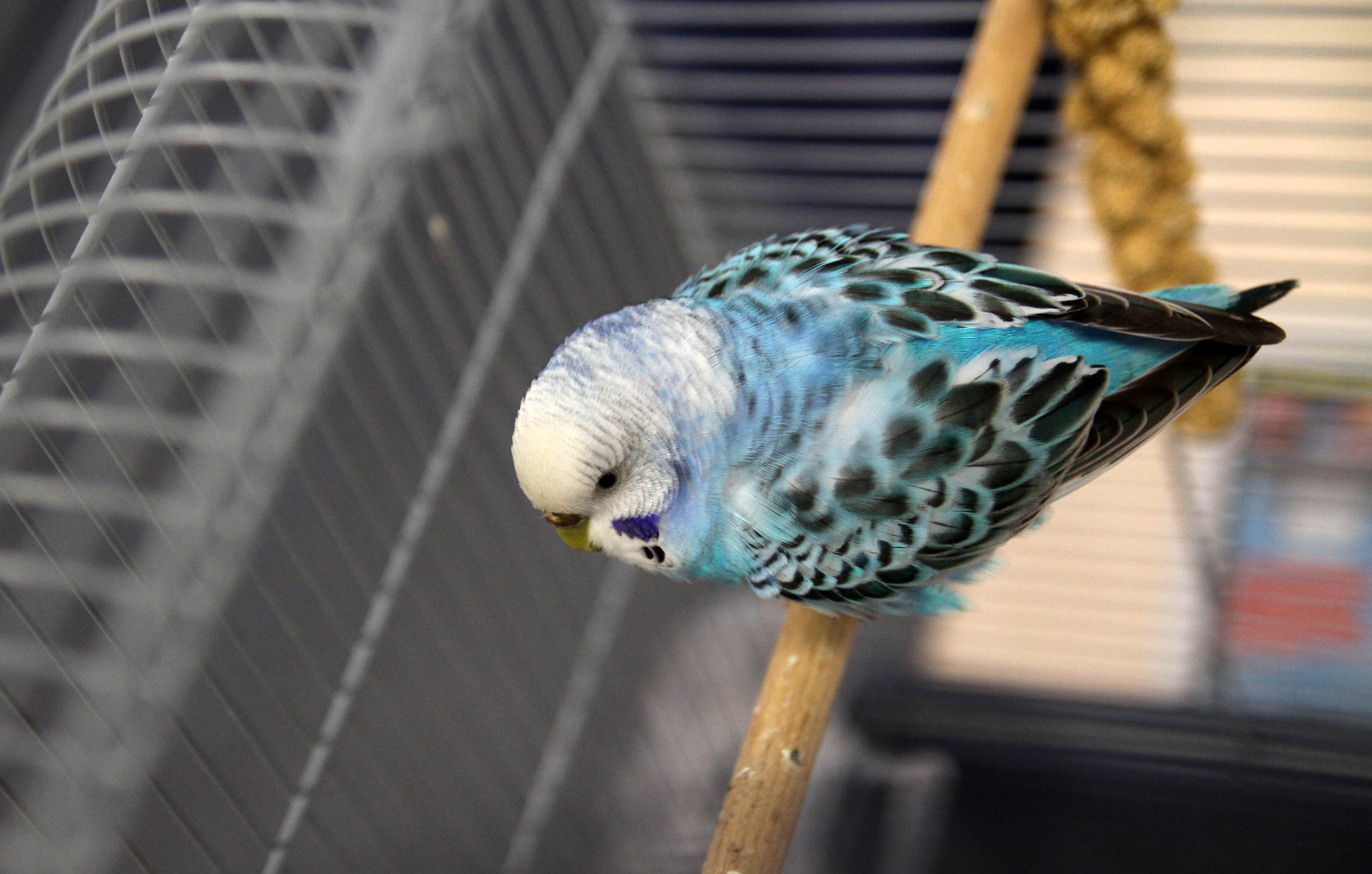 Die Redaktion hat 'nen Vogel. Wir tauften den Wellensittich "Blue".