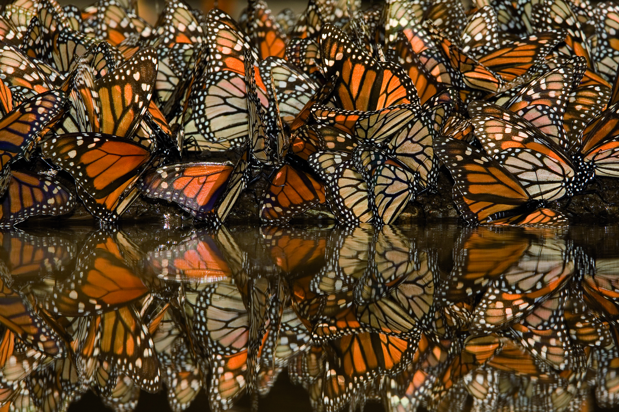 Beeindruckende Schwarmfotos ziegt das Naturkundemuseum.