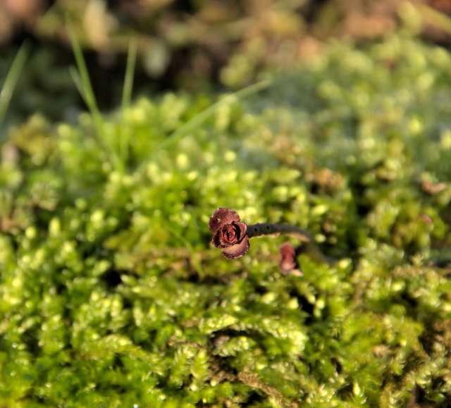 Aus dem Moos entsteht neues Leben