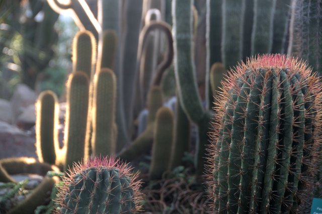 Im Tropenhaus der Gruga.