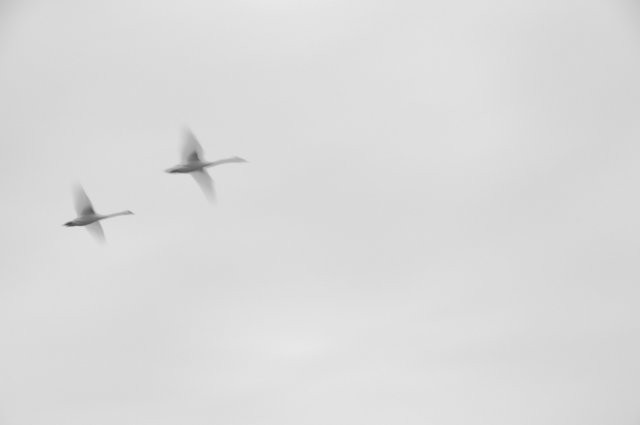 grauweiße Schwäne am weißen Himmel