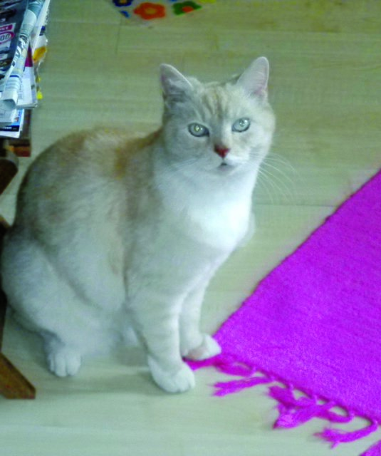 Hat Merlin sich vielleicht in einer Garage oder einem Keller versteckt? Foto: privat