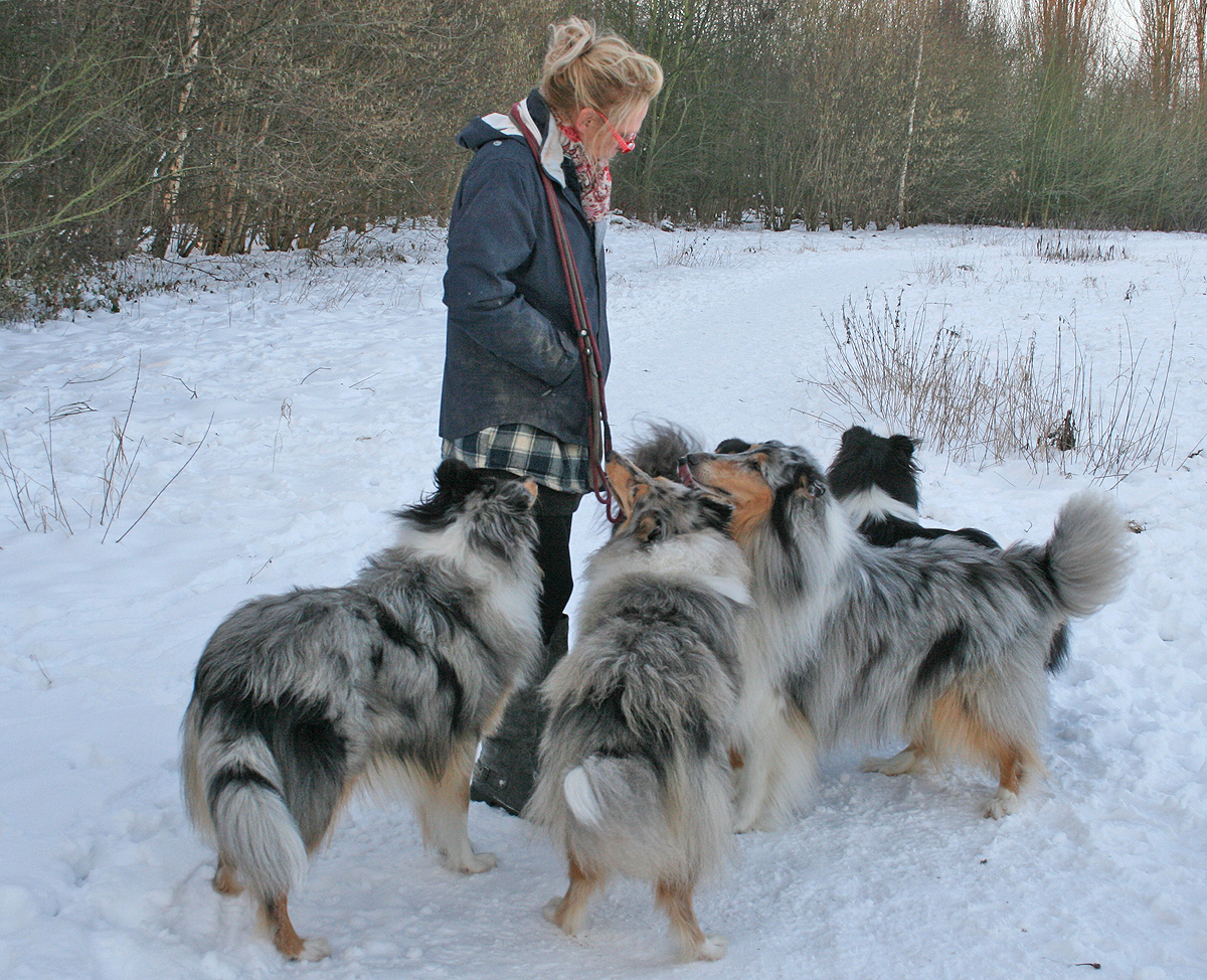 Eine starke Gruppe - Fünf Collies