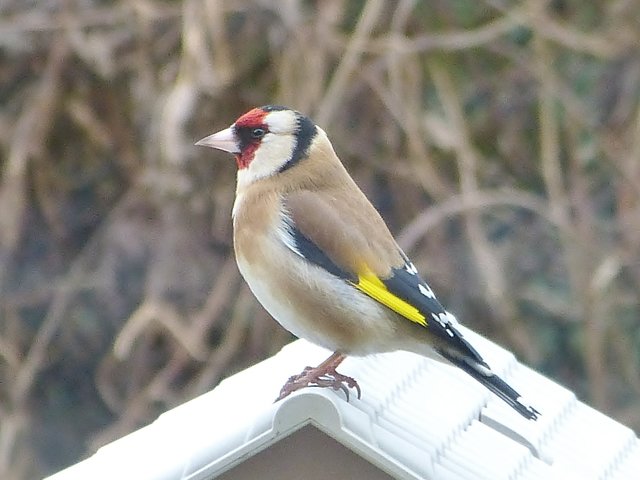Der Distelfink (Carduelis carduelis) wird von vielen auch Stieglitz genannt. Ich nenne die meisten Vögel noch bei dem Namen, den ich in der Grundschulzeit in meinem ersten Vogelbuch kennengelernt habe.