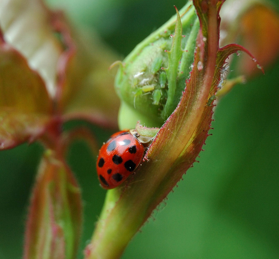 Rot mit schwarzen Punkten