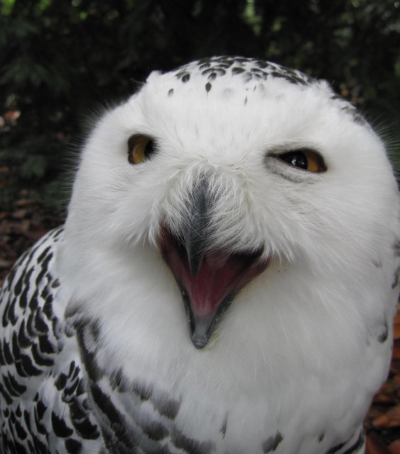 Schneeeule