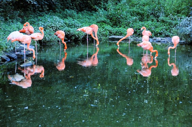 Spiegelung