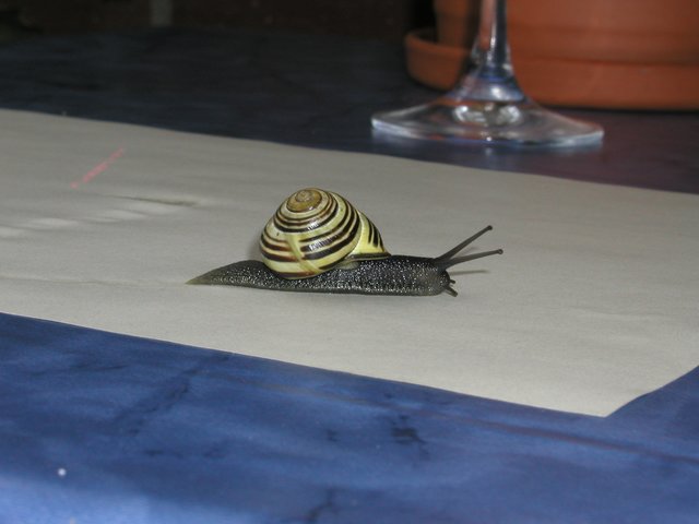 Kriechgetier