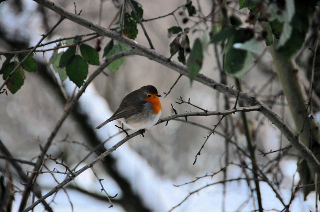 Rotkehlchen im Winter