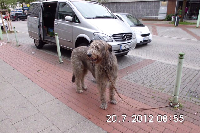 Ja wo bleibt den nur mein Herrchen, hoffentlich haut der nicht ab.