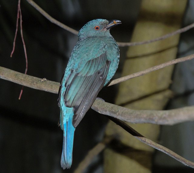 Blauer Vogel