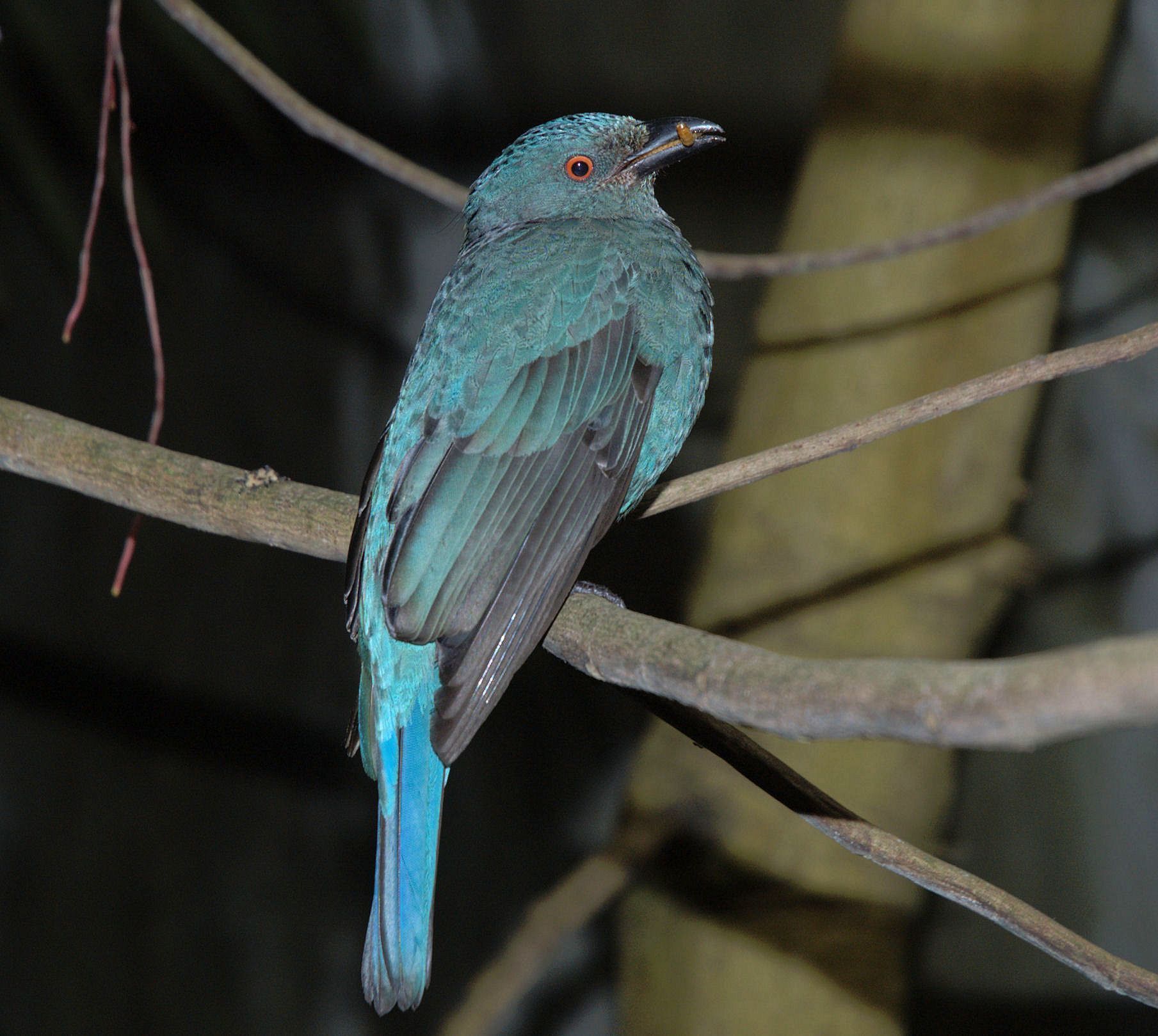 Blauer Vogel