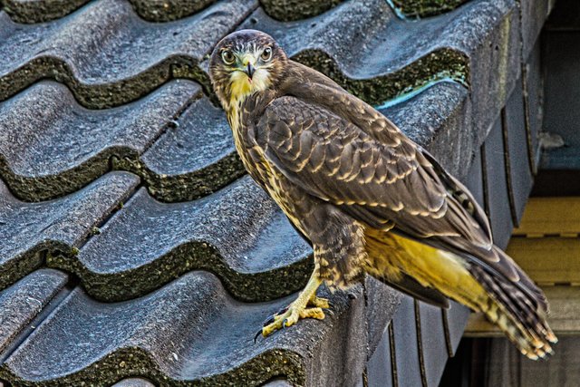 junger Mäusebussard zu Besuch auf unserem Balkon