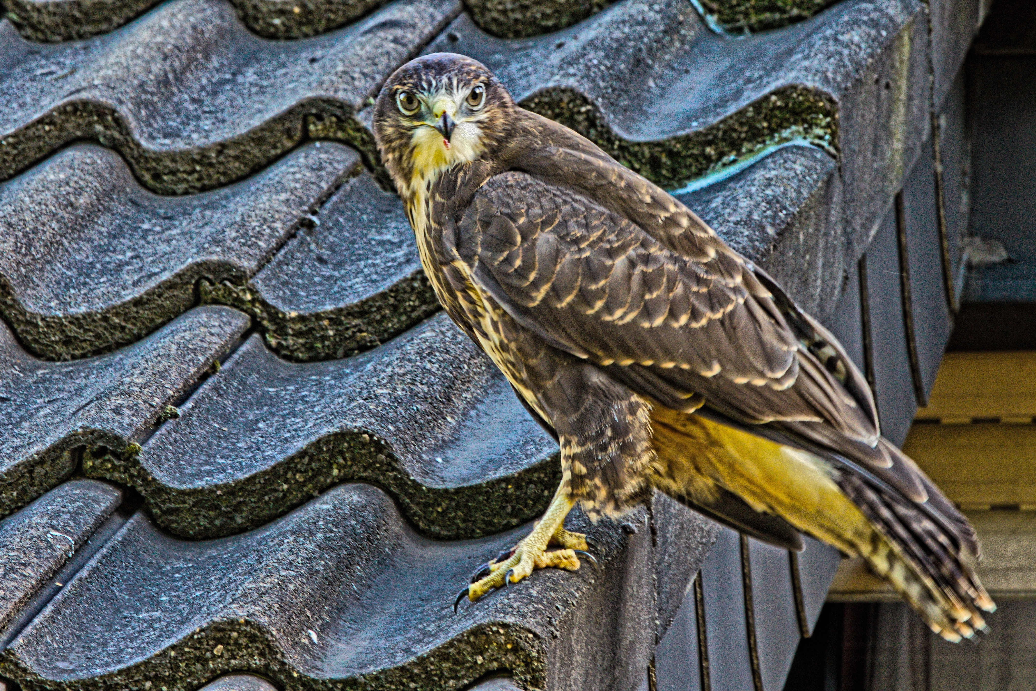 junger Mäusebussard zu Besuch auf unserem Balkon